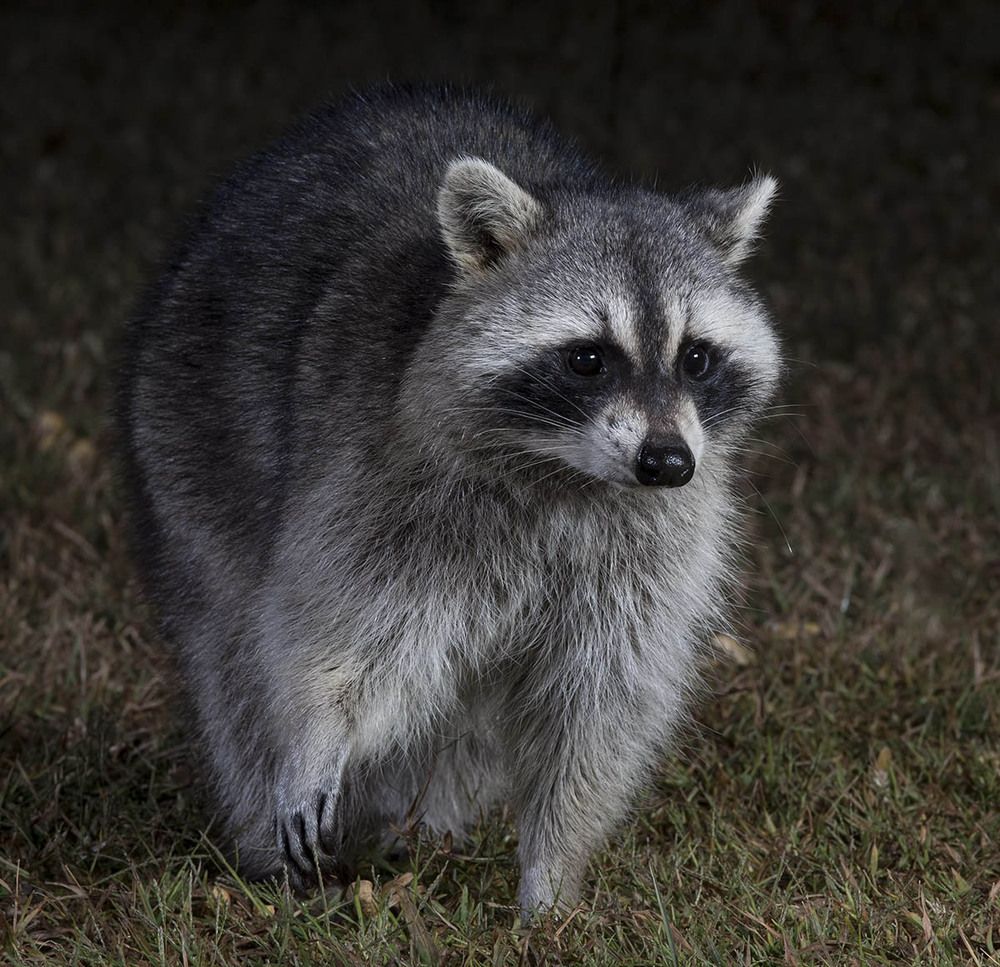 Енот-полоскун. Raccoon