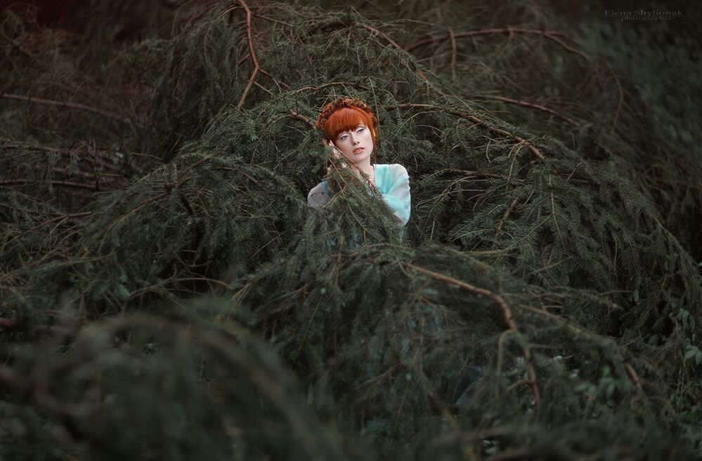Spruce