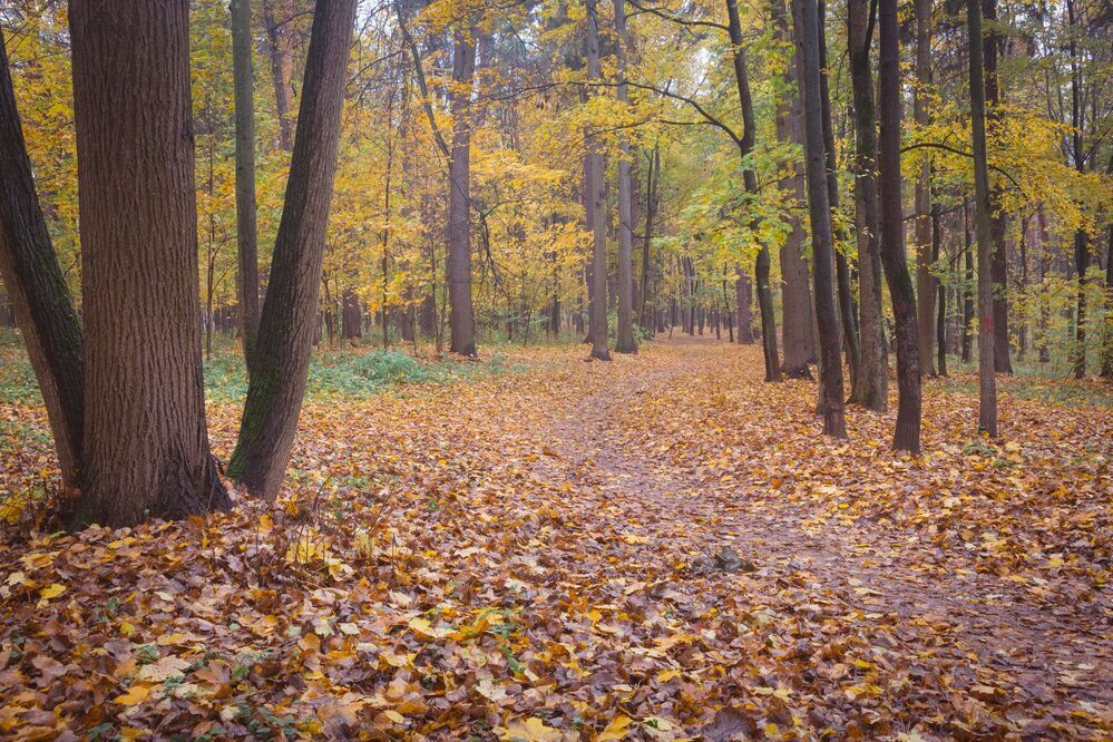 Осень
