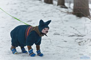 А в ваших лесах водятся такие зайцы?))