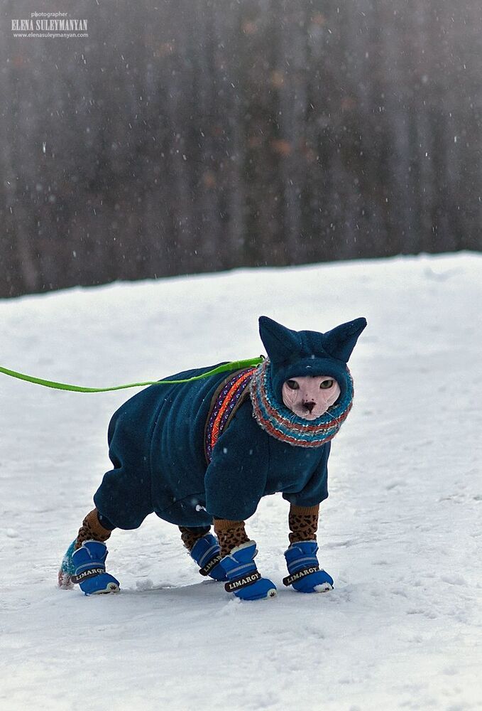 Лыжню!))