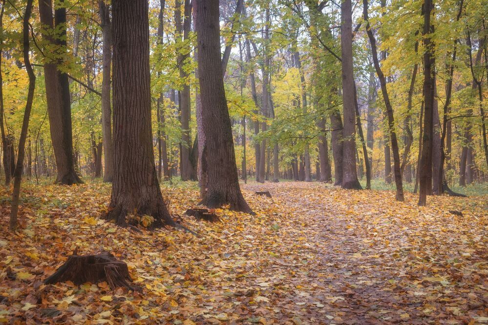 В осеннем лесу