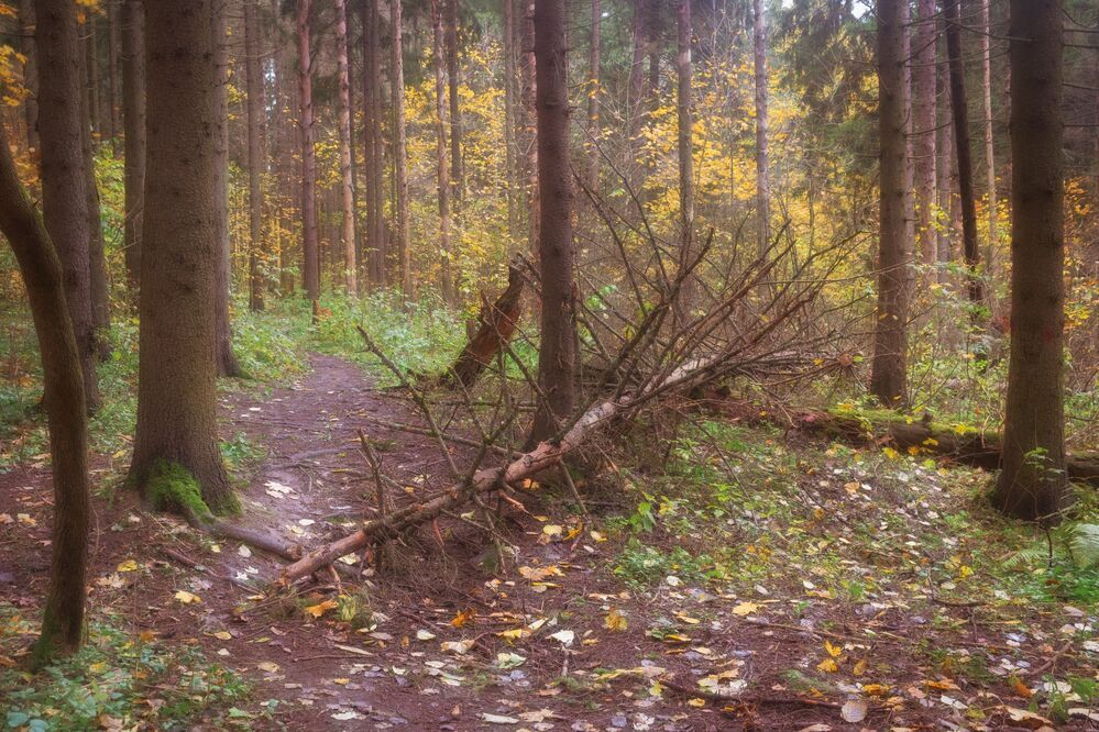 В осеннем лесу