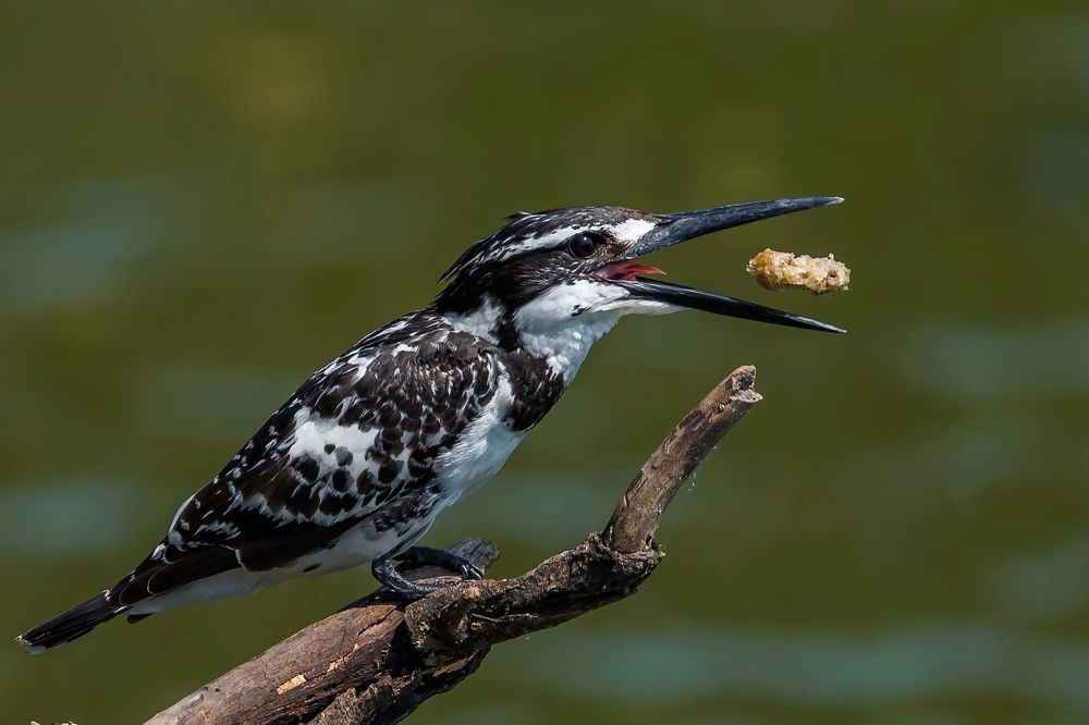Wildlife of India