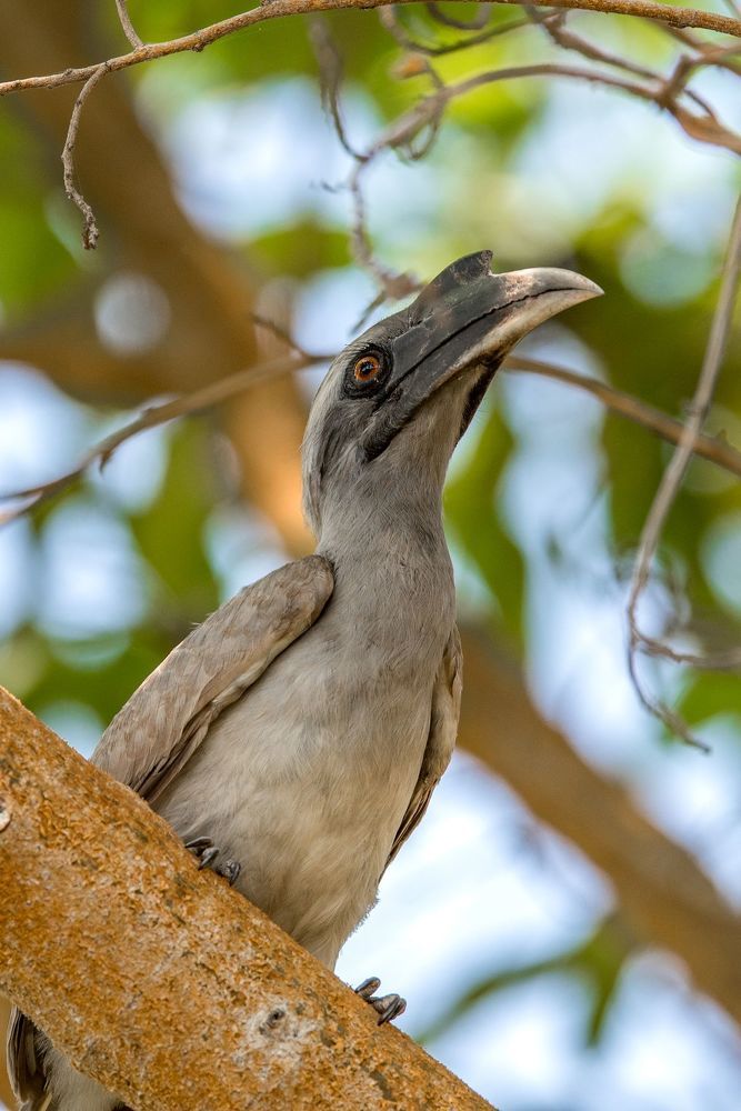 Wildlife of India