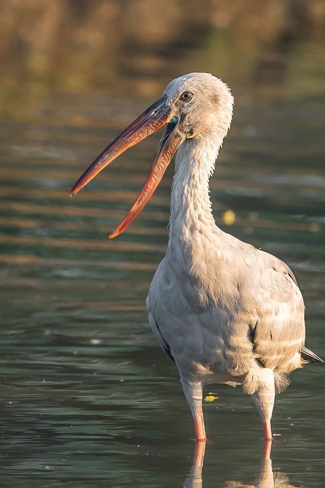Wildlife of India