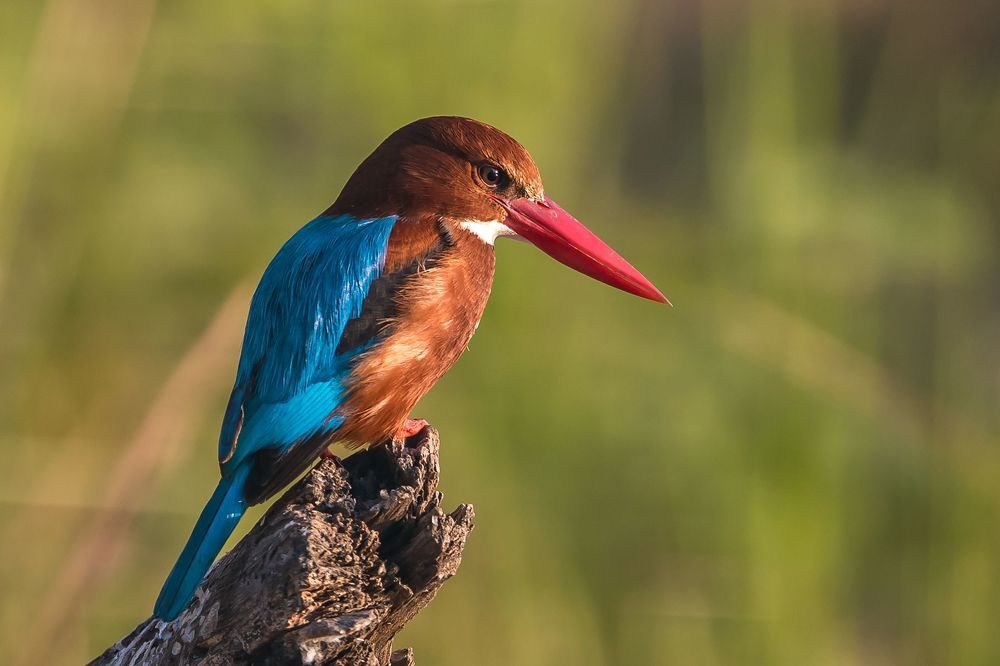 Wildlife of India