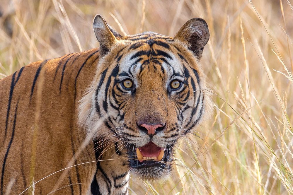 Wildlife of India