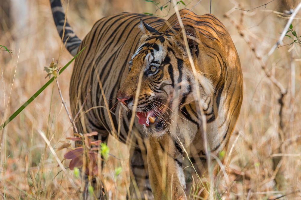 Wildlife of India