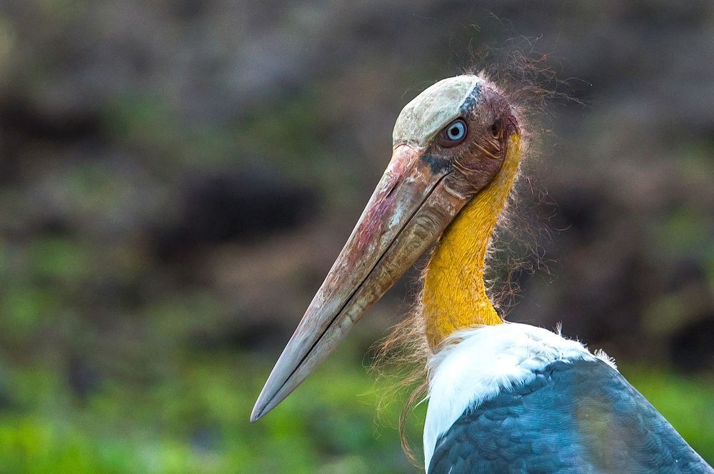 Wildlife of India