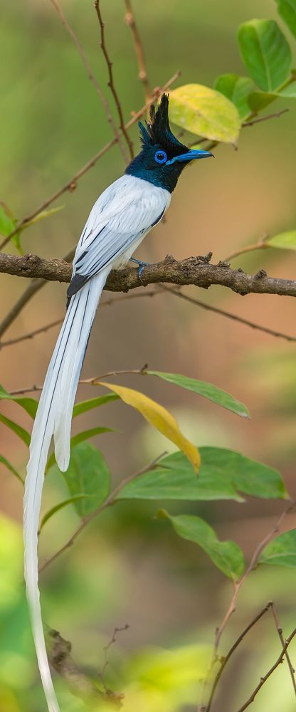 Wildlife of India