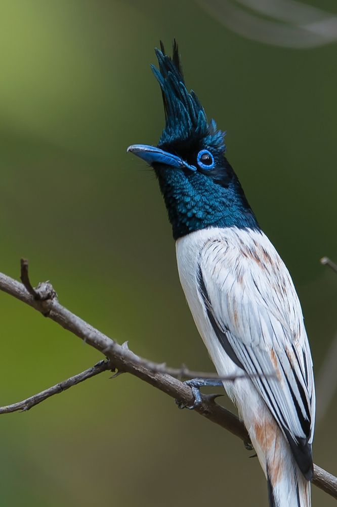 Wildlife of India