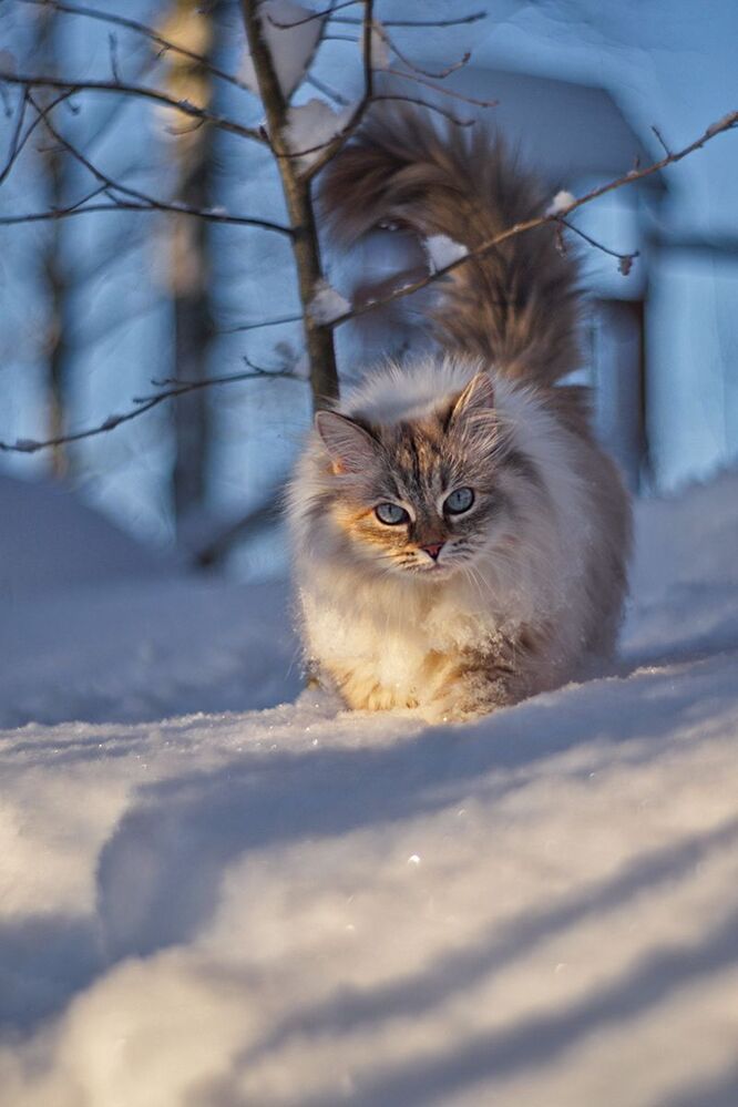 Зимняя прогулка