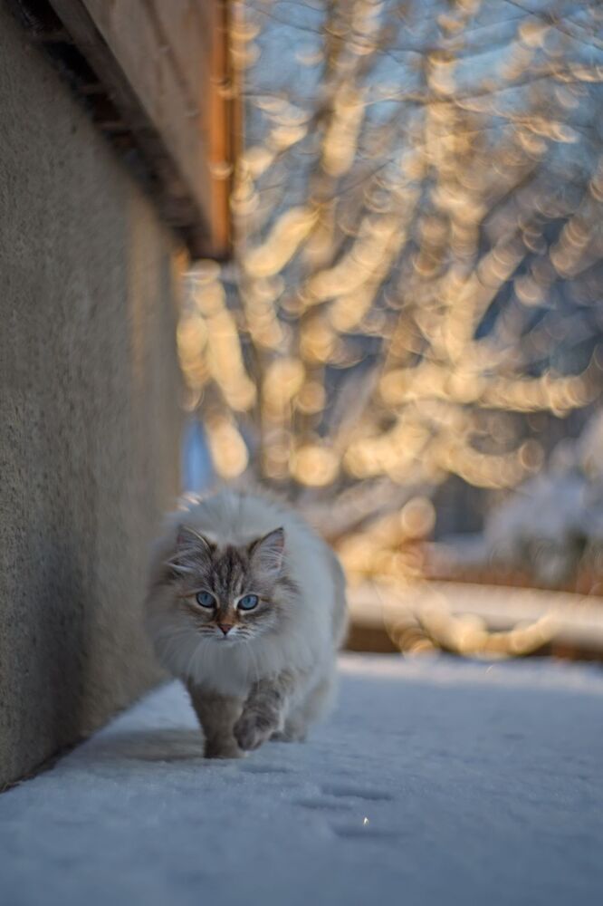 Зимняя прогулка