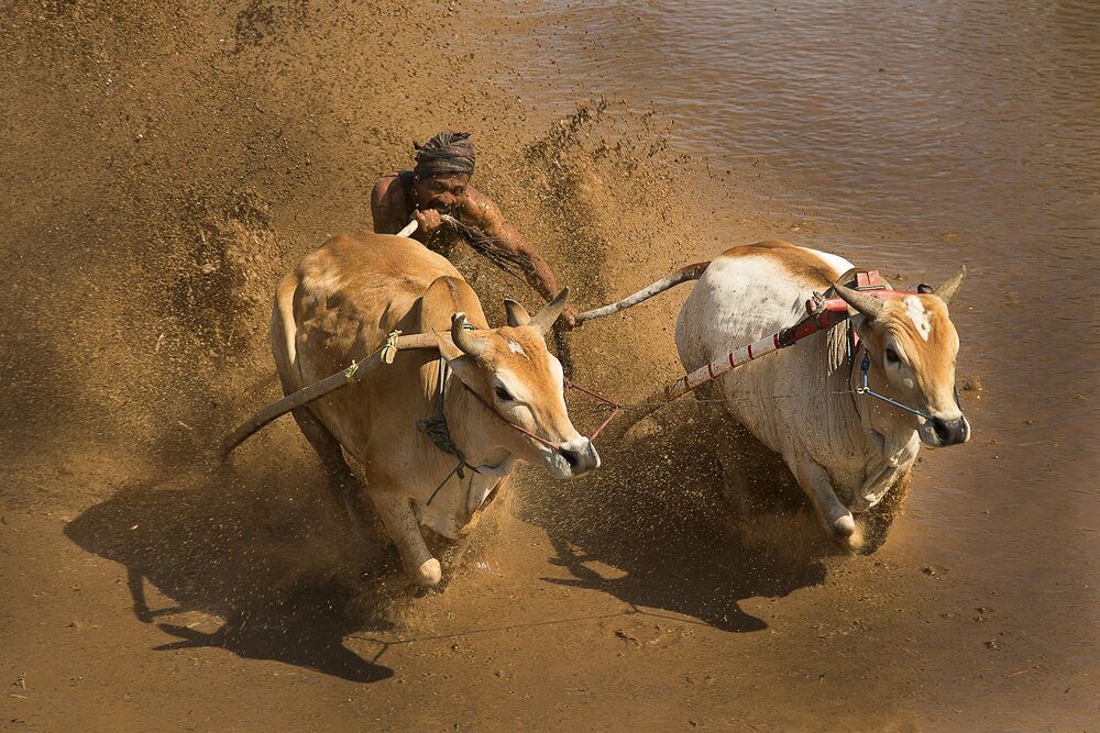 Traditional bull racing in Padang, Indonesia