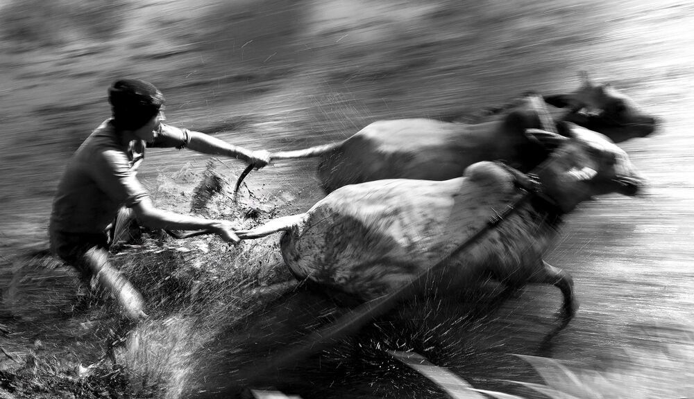Traditional bull racing in Padang, Indonesia