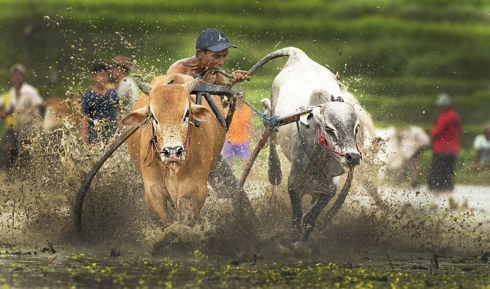 Traditional bull racing in Padang, Indonesia