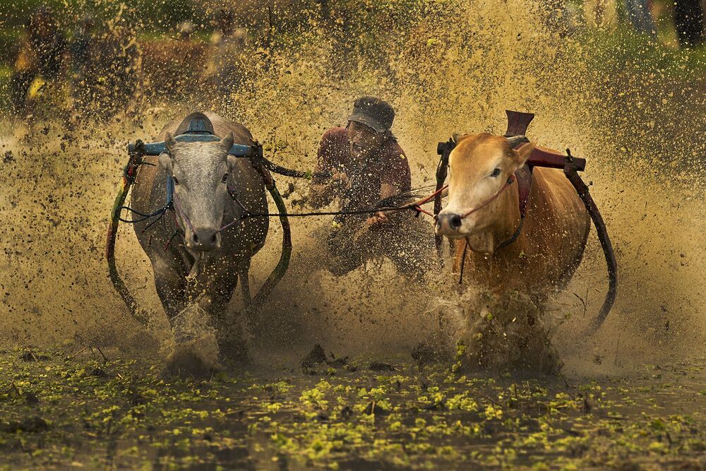 Traditional bull racing in Padang, Indonesia