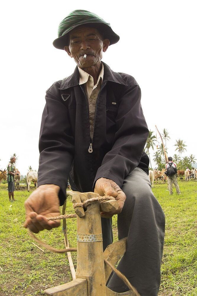 Traditional bull racing in Padang, Indonesia
