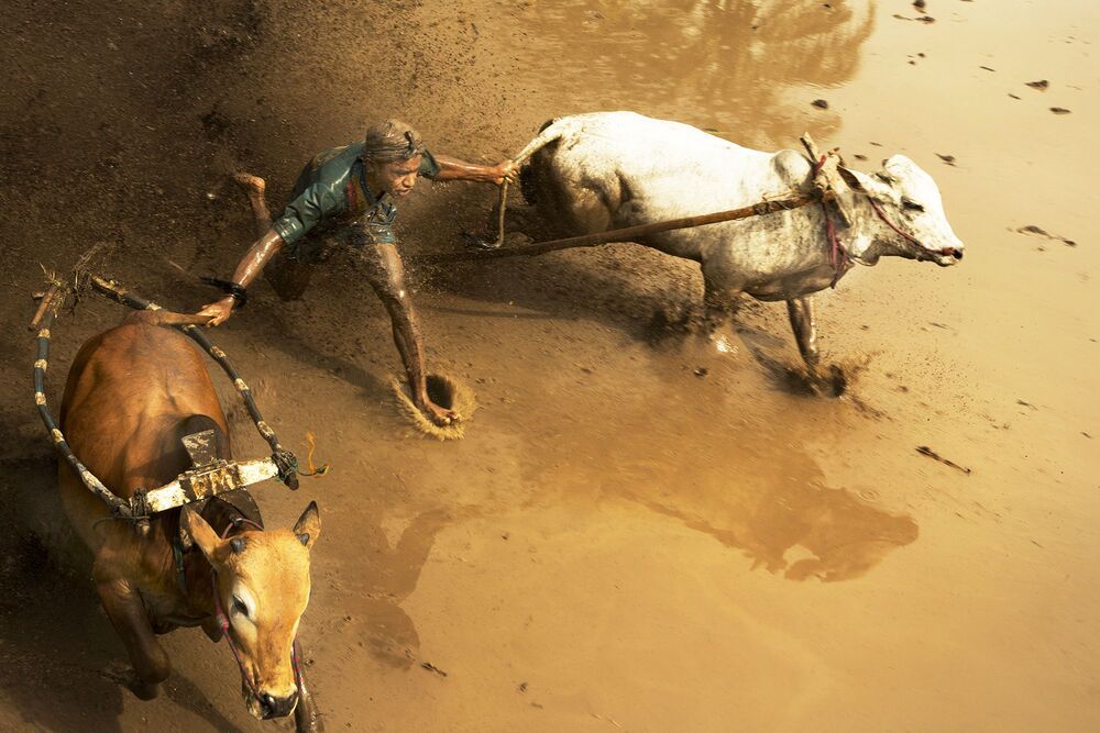 Traditional bull racing in Padang, Indonesia