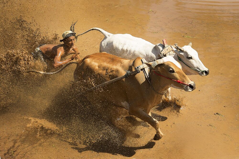 Traditional bull racing in Padang, Indonesia