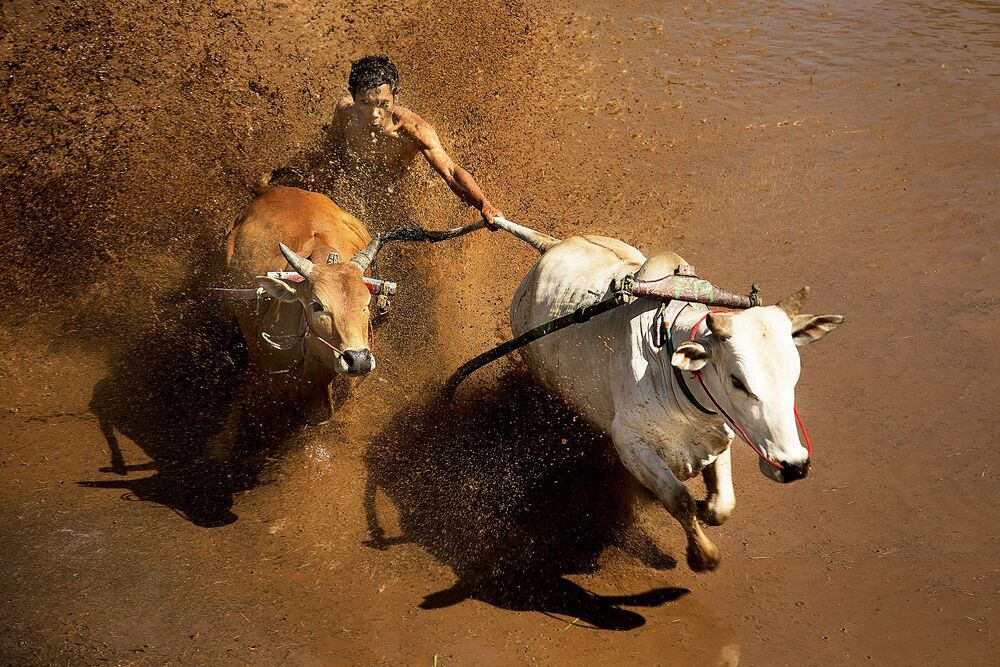 Traditional bull racing in Padang, Indonesia