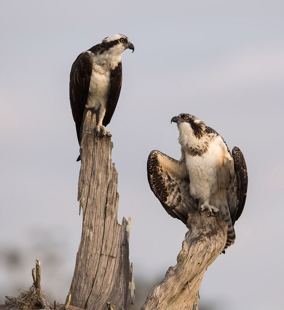 Young Osprey - Скопа