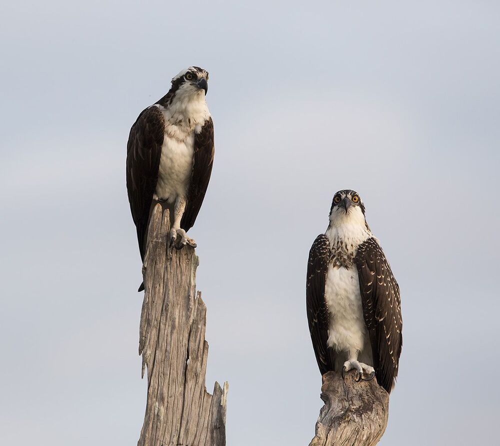 Young Osprey - Скопа