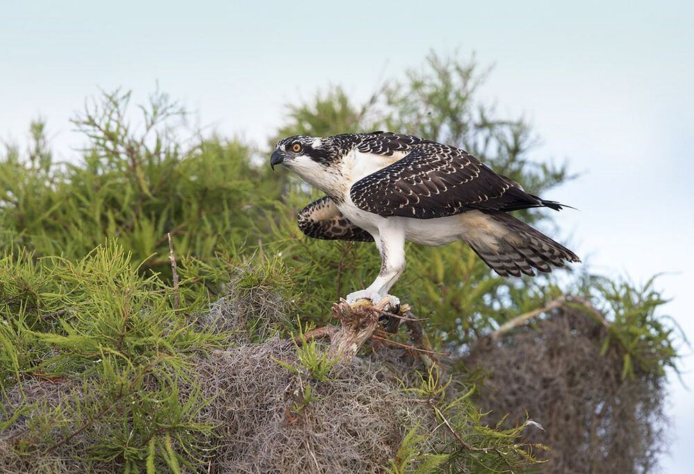 Young Osprey - Скопа