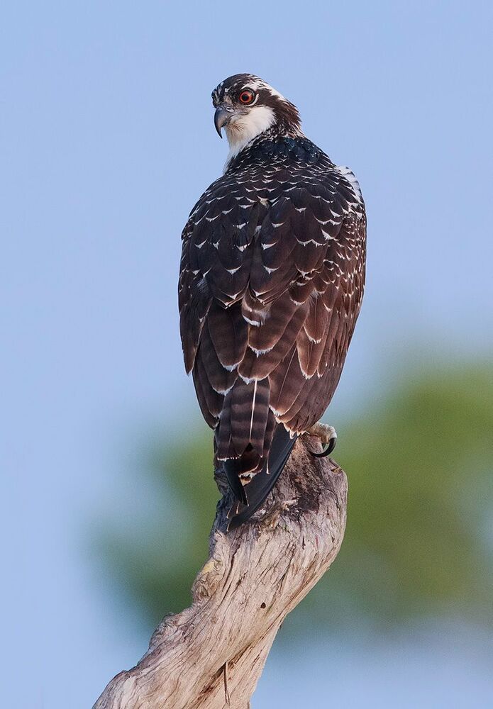 Young Osprey - Скопа