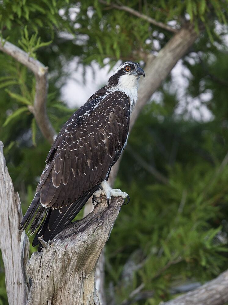 Young Osprey - Скопа