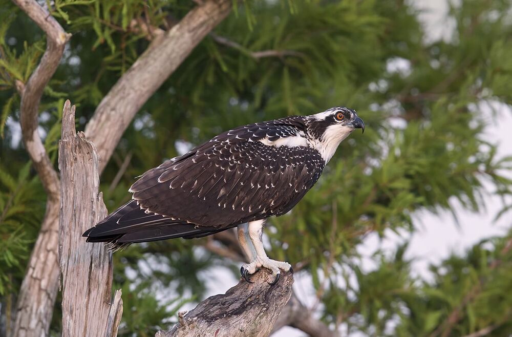 Young Osprey - Скопа