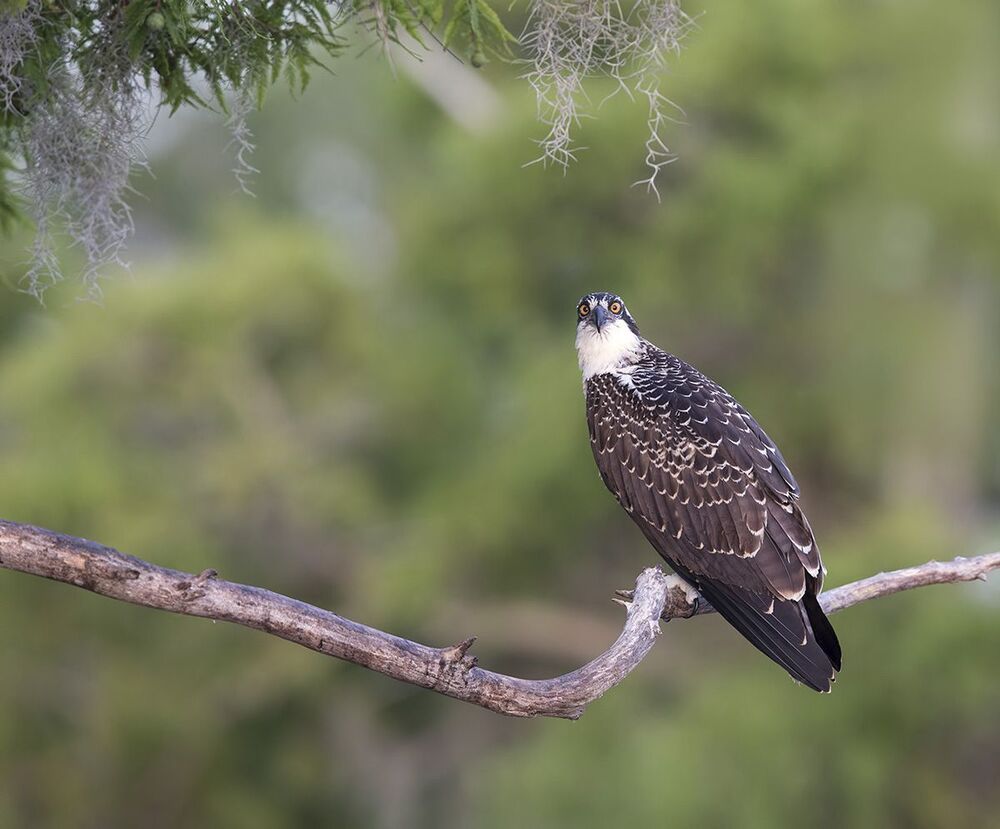 Young Osprey - Скопа