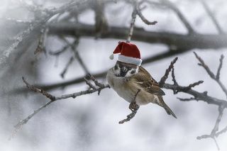 - Может Санту хоть покормите?