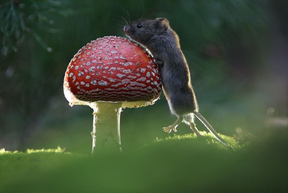 mouse stories