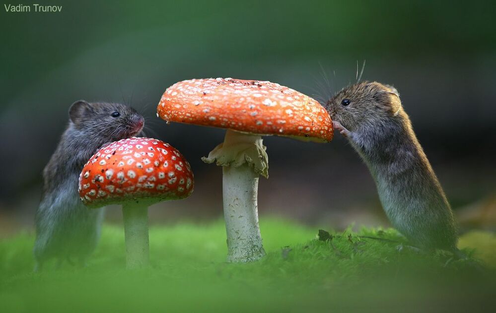 mouse stories