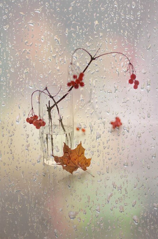 Мокрый декабрь.../и у зимы случаются слезы/