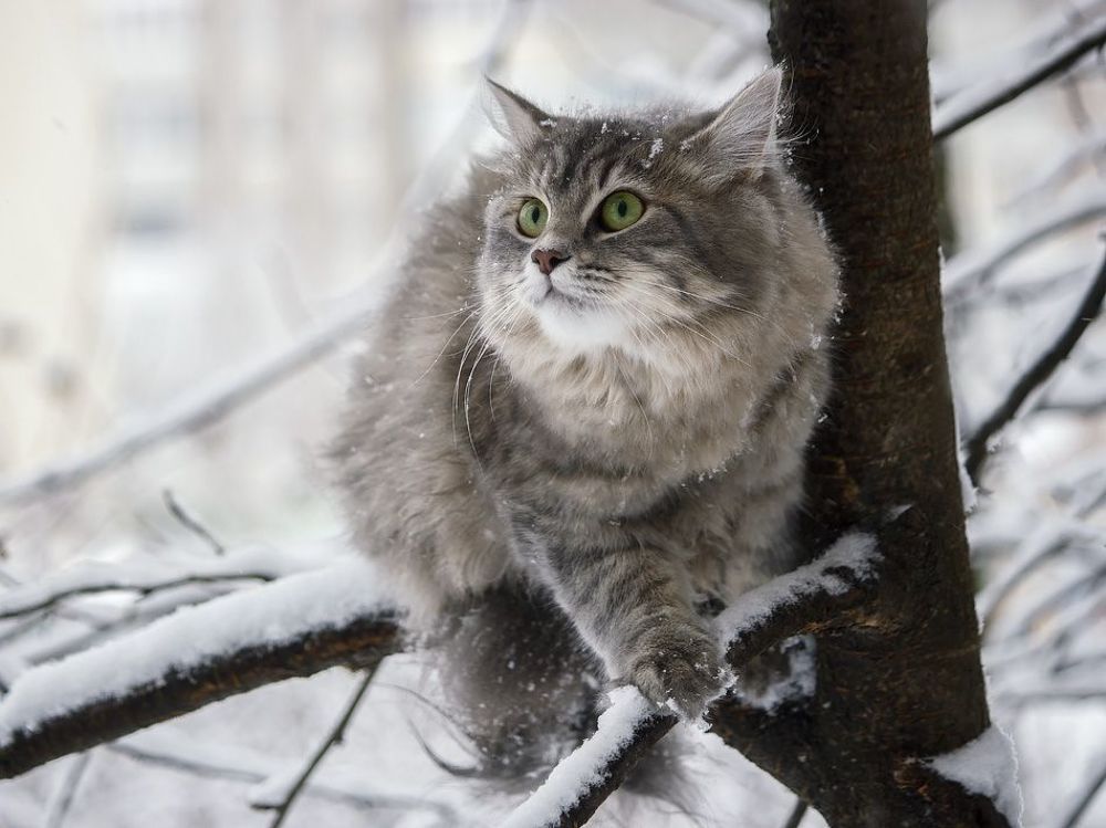 - А как слезать отсюда?