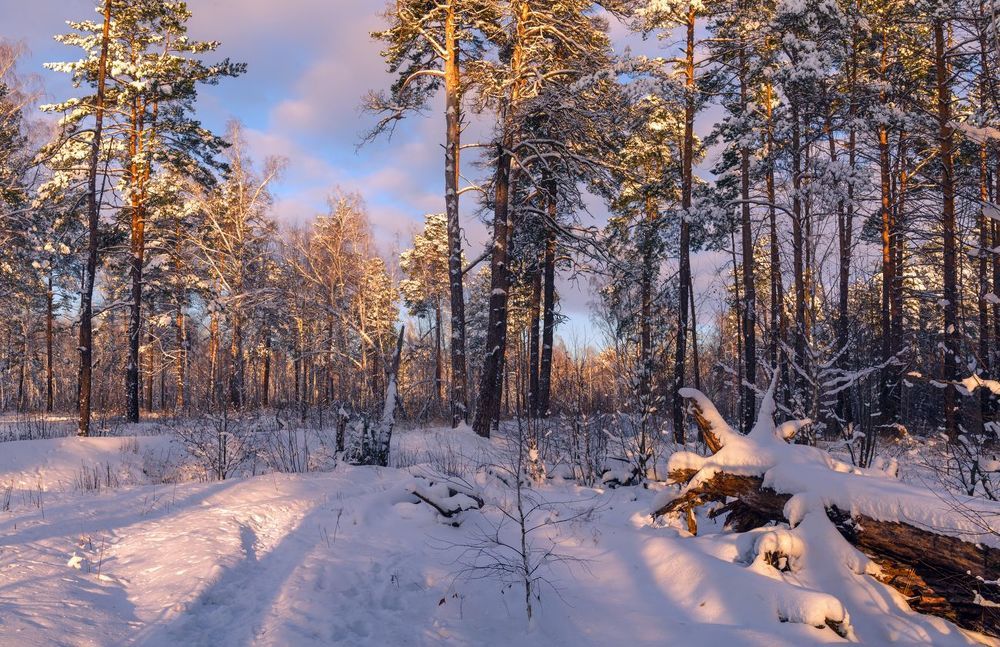 В лучах рассвета зимний лес