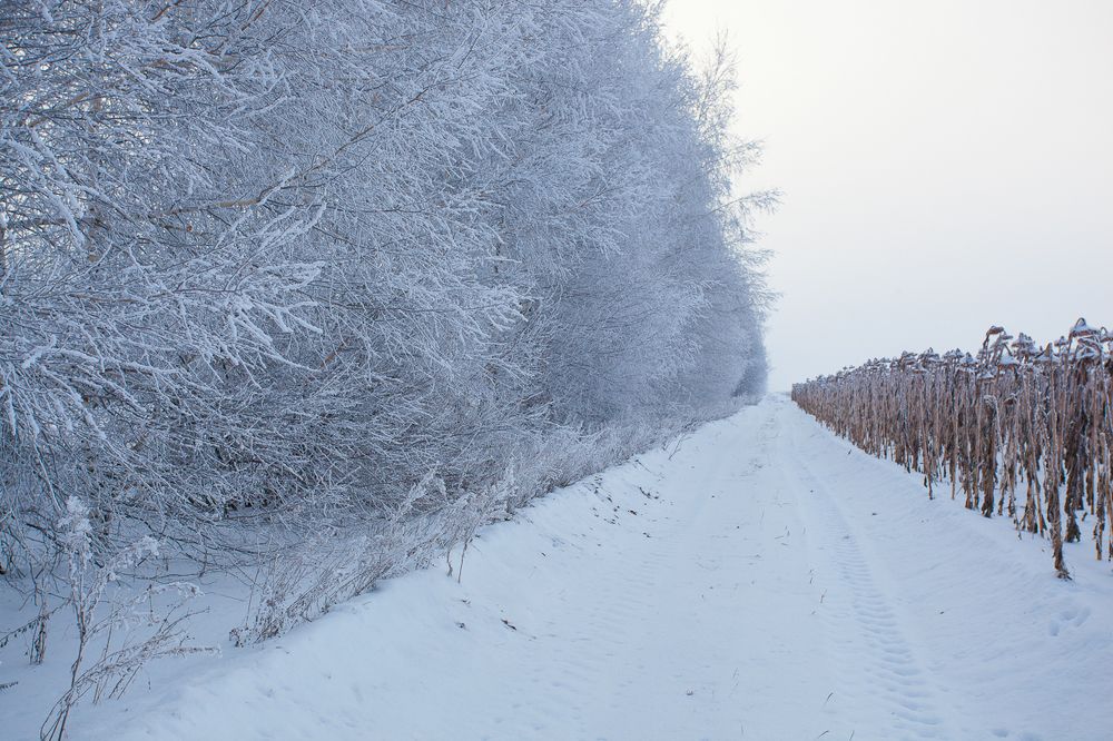 Замерзшее солнце