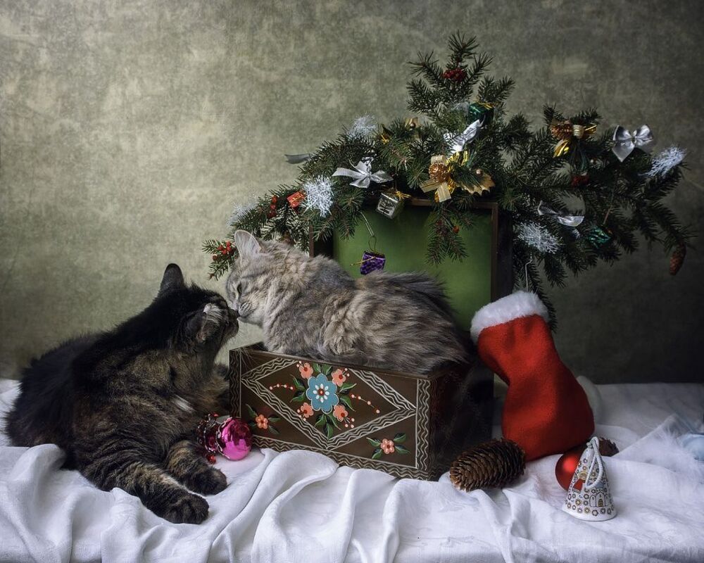 Поцелуй под омелой
