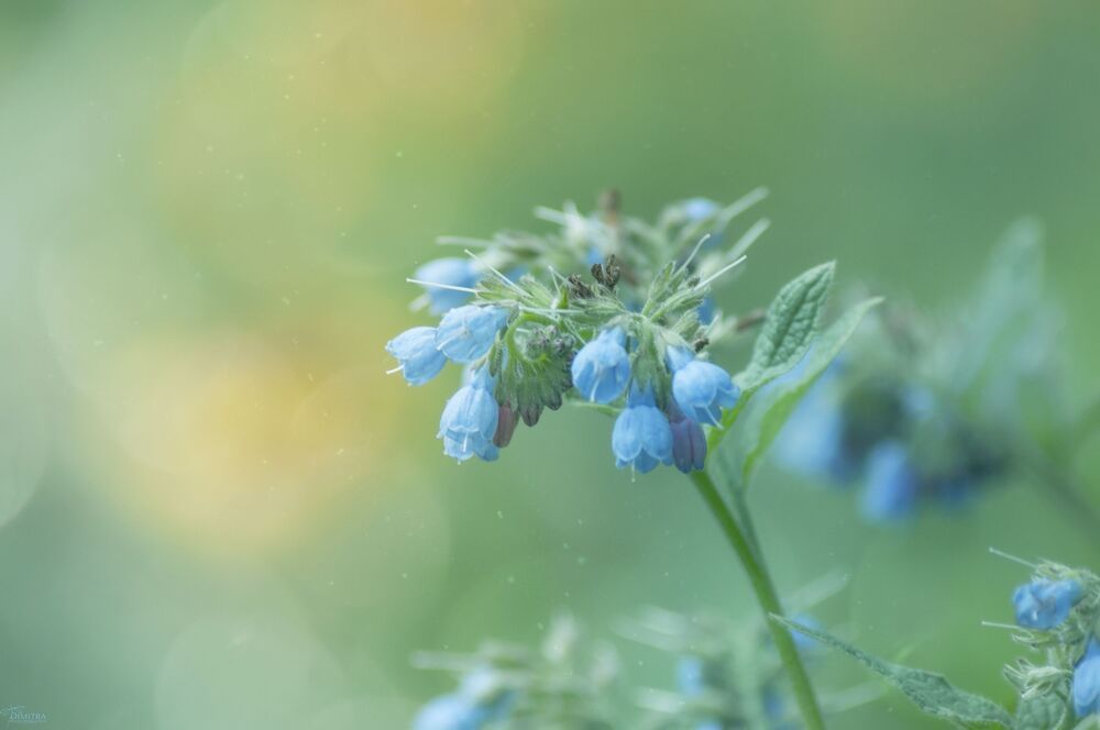 Blue dream