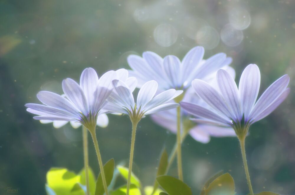 Blue dream