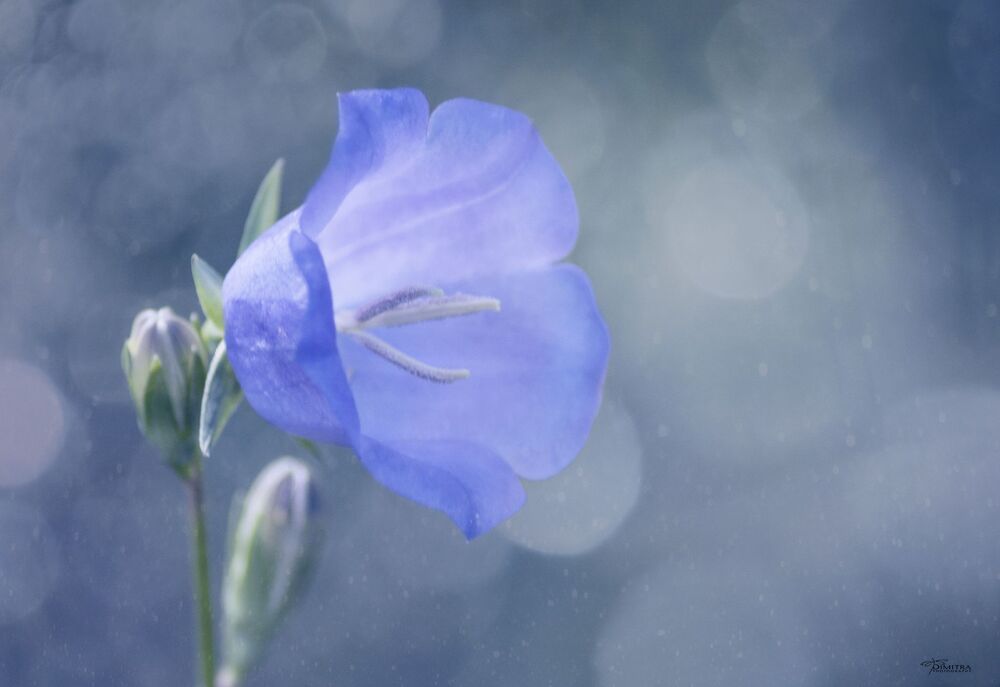 Blue dream