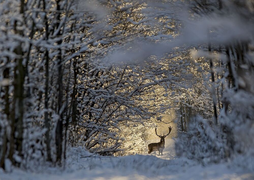 Зимний лес
