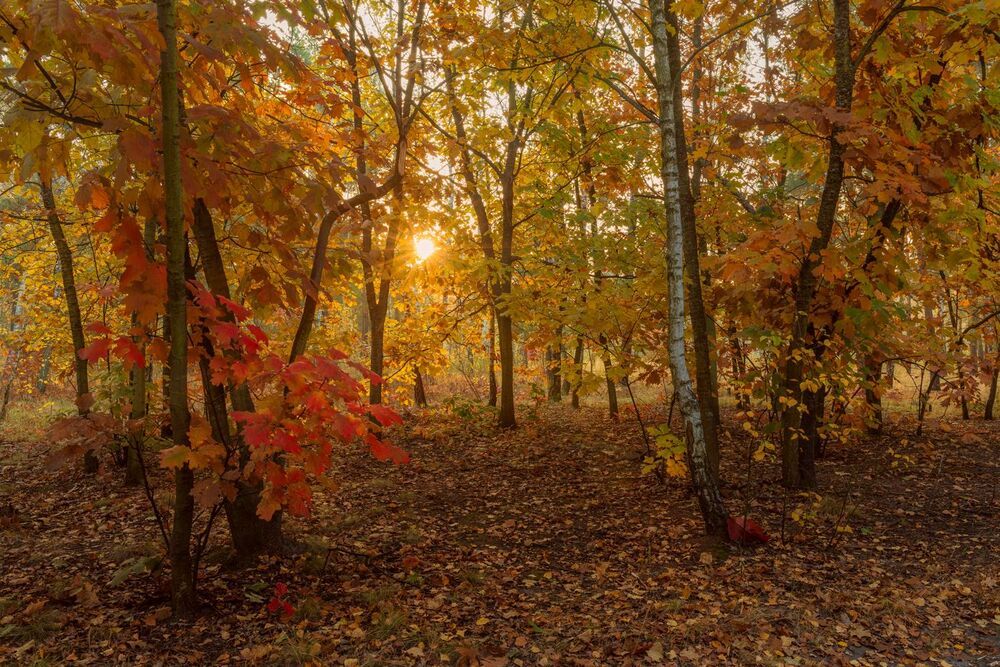 Осеннее великолепие