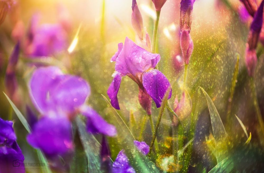 colors of nature