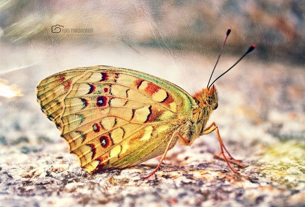 colors of nature
