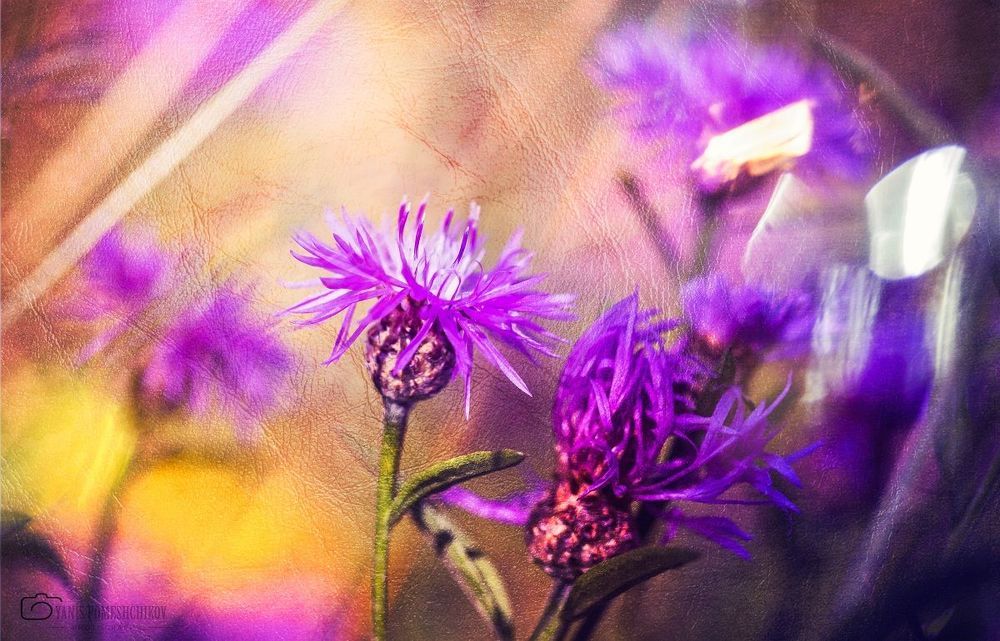 colors of nature