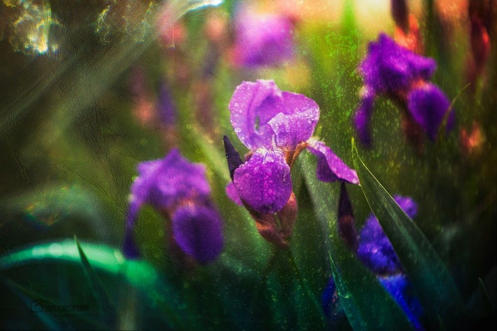 colors of nature